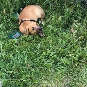 Meet your Posher, Felix